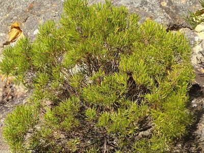Leucadendron eucalyptifolium, photographed by Shaun Swanepoel