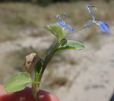 Commelina forskaolii