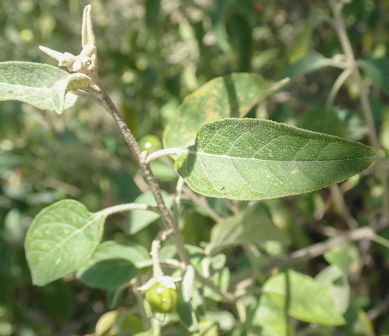 Solanum tettense, photographed by Robert Taylor