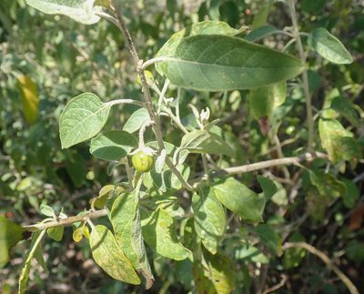 Solanum tettense, photographed by Robert Taylor