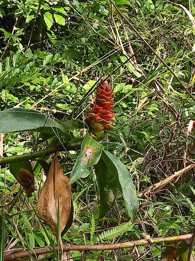 Costus spiralis, photographed by Diogo Luiz