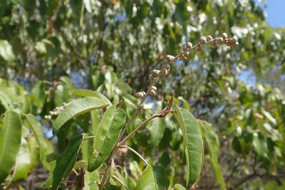 Croton gratissimus, photographed by Robert Taylor