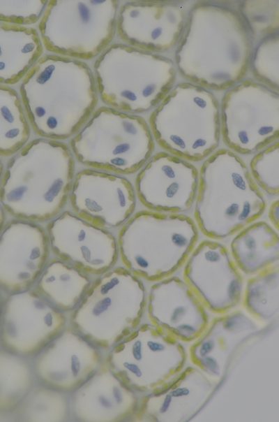Calypogeia azurea, photographed by Randal