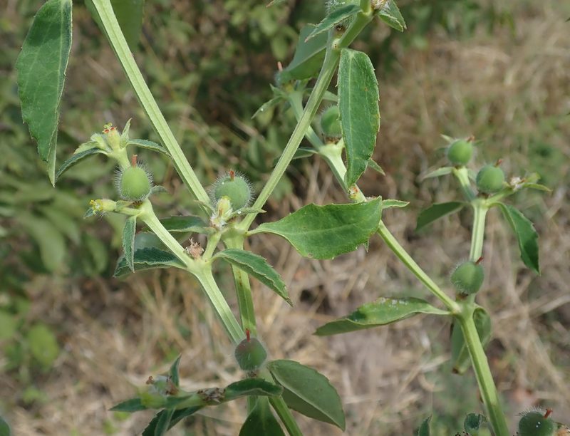 Euphorbia crotonoides, photographed by Robert Taylor