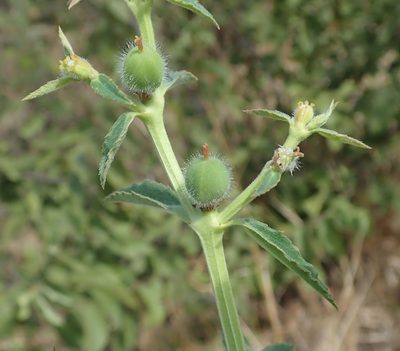 Euphorbia crotonoides, photographed by Robert Taylor