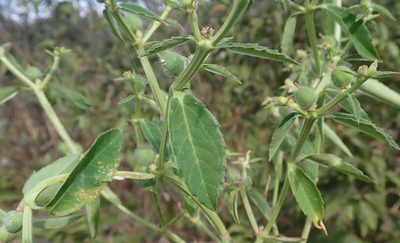 Euphorbia crotonoides, photographed by Robert Taylor
