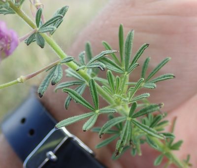Cleome hirta, photographed by Robert Taylor
