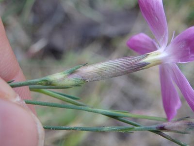 Dianthus lusitanus, photographed by Carminda Santos
