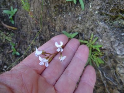 Disa sagittalis, photographed by Shaun Swanepoel