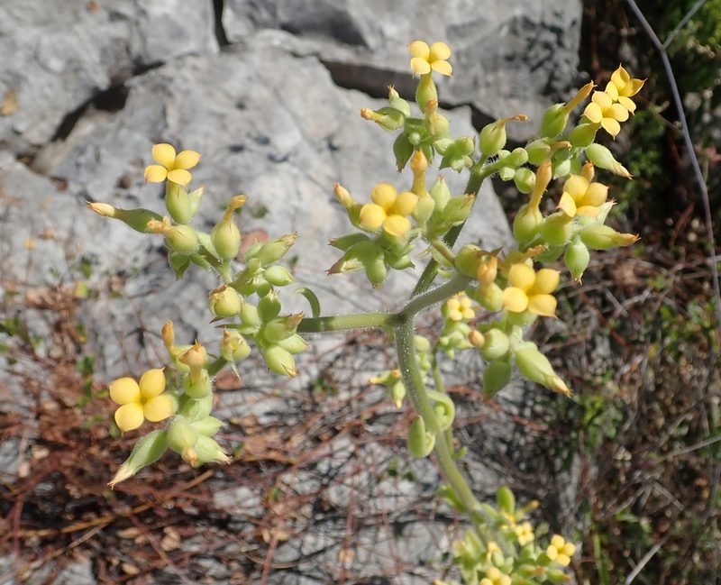 Kalanchoe lanceolata, photographed by Robert Taylor