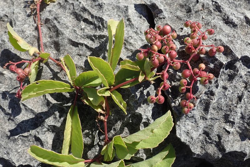 Cyphostemma congestum, photographed by Robert Taylor