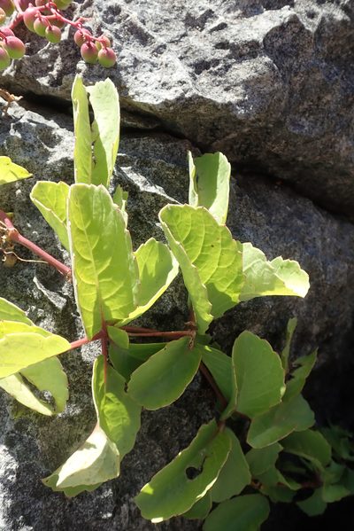Cyphostemma congestum, photographed by Robert Taylor