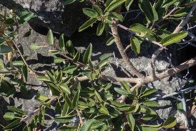 Ficus cordata, photographed by Robert Taylor