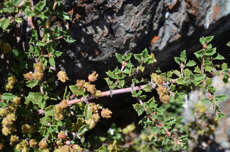 Ceanothus divergens, photographed by Peter Warner