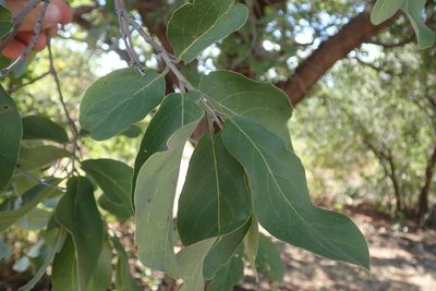 Combretum zeyheri, photographed by Robert Taylor