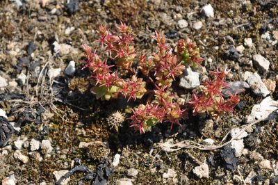 Sedum cespitosum, photographed by Josep Gesti