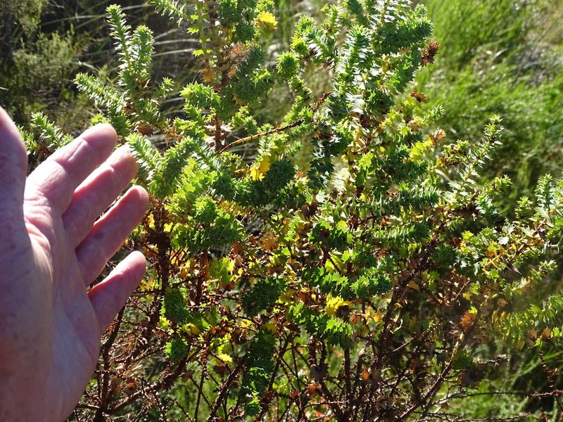 Cliffortia reniformis, photographed by Shaun Swanepoel