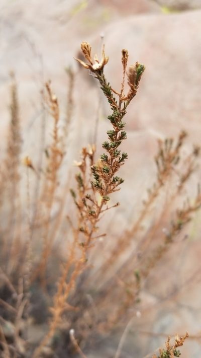 Deinandra minthornii, photographed by Dan Horowitz