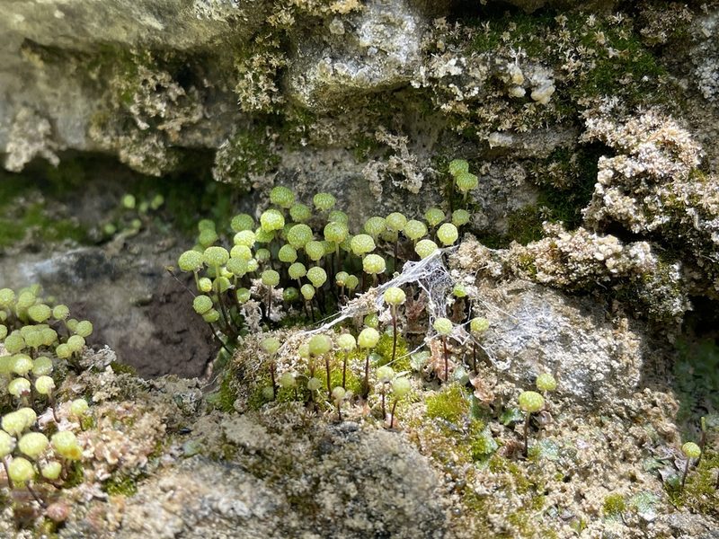 Mannia triandra, photographed by Brandon Corder