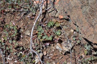 Eriogonum luteolum, photographed by Peter Warner