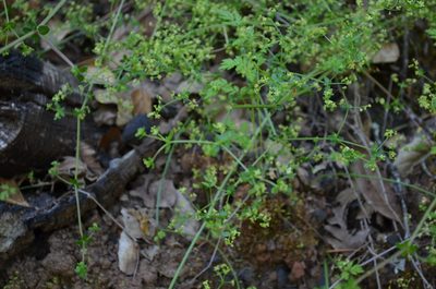 Galium porrigens, photographed by Peter Warner