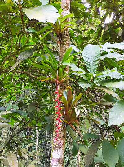 Vriesea simplex, photographed by Diogo Luiz
