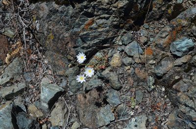 Malacothrix floccifera, photographed by Peter Warner