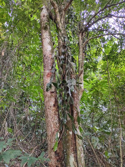 Rhipsalis elliptica, photographed by Diogo Luiz