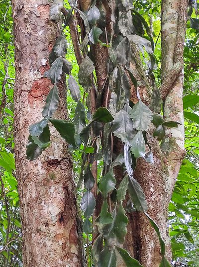Rhipsalis elliptica, photographed by Diogo Luiz