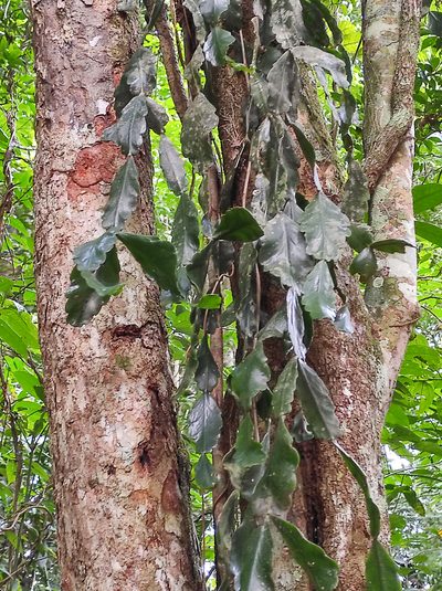 Rhipsalis elliptica, photographed by Diogo Luiz