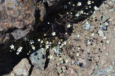 Sabulina douglasii, photographed by Peter Warner