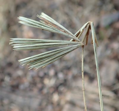 Actiniopteris radiata, photographed by Robert Taylor