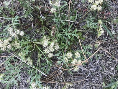 Cymopterus glomeratus, photographed by stenarmer52