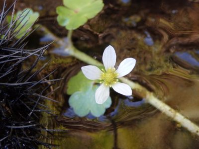 Ranunculus omiophyllus, photographed by Carminda Santos
