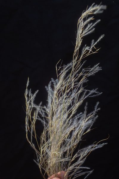Stipagrostis uniplumis, photographed by Robert Taylor