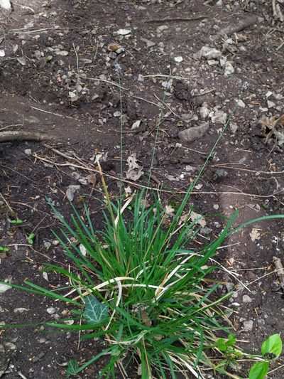Sesleria albicans, photographed by carnifex