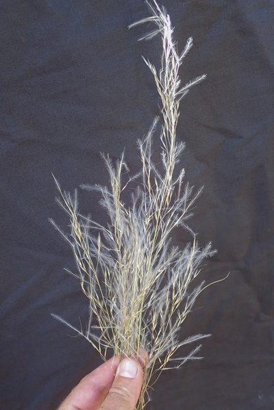 Stipagrostis uniplumis, photographed by Robert Taylor