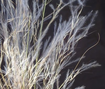 Stipagrostis uniplumis, photographed by Robert Taylor
