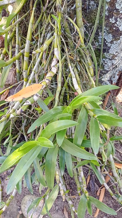 Dendrobium nobile, photographed by Diogo Luiz