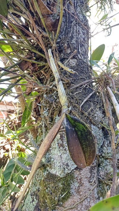 Dendrobium nobile, photographed by Diogo Luiz
