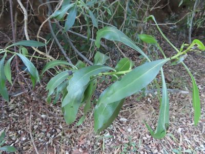 Myoporum montanum, photographed by linkie