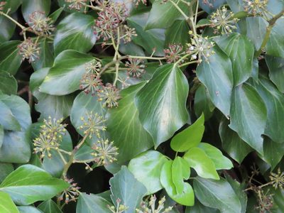 Hedera canariensis, photographed by linkie