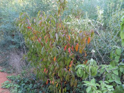 Prunus persica, photographed by linkie