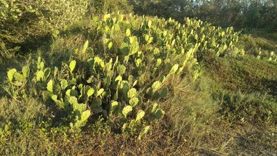 Opuntia dillenii, photographed by Isaac Chacón