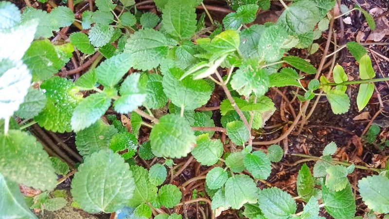 Pilea nummulariifolia, photographed by Diogo Luiz