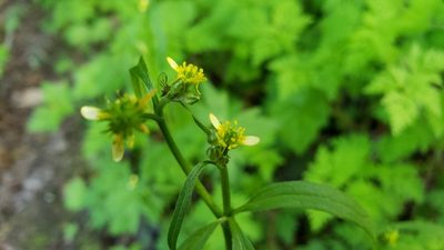 Ranunculus uncinatus, photographed by Gavin Slater