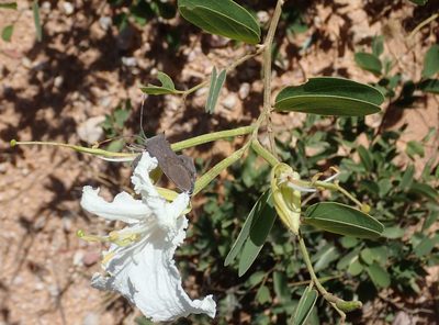 Bauhinia macrantha, photographed by Robert Taylor