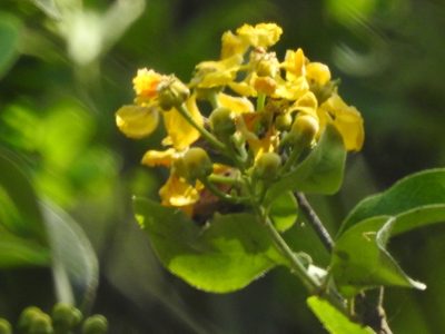 Callaeum macropterum, photographed by Adriana Nelly Correa Sandoval