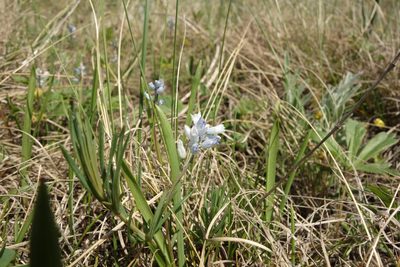 Hyacinthella leucophaea, photographed by Aleksei Baushev