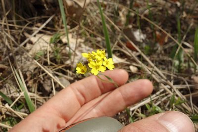 Draba sibirica, photographed by Aleksei Baushev